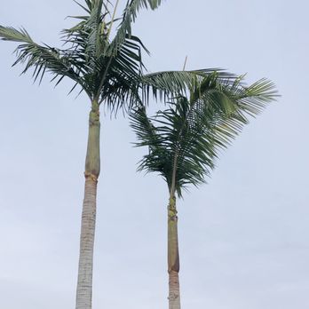 Ortega Tree Service - Palms trimmed - Tree Services Near Me