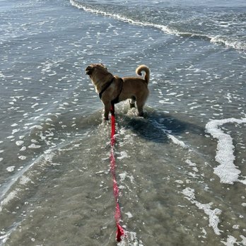 Del Mar Dog Beach - Dog Parks Near Me - Del Mar, California Del Mar Dog Beach - Dog Parks Near Me - Del Mar, California