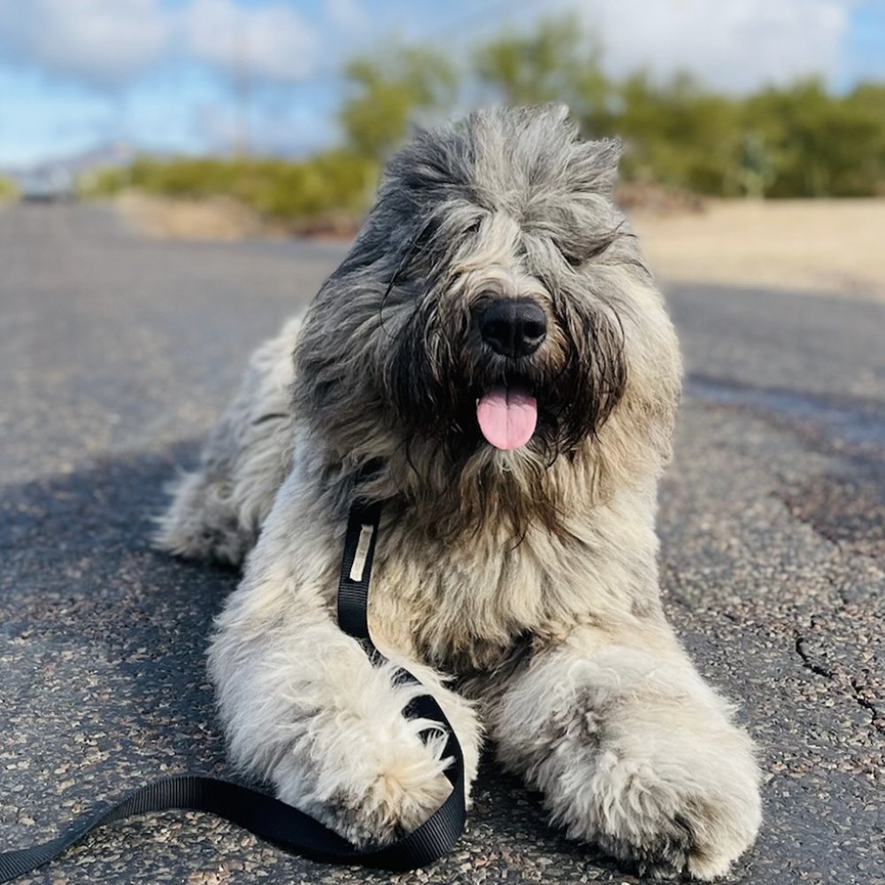 Enzo the Bouvier