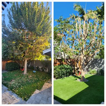 Tony's BC Tree Service - Before and after - Tree Services Near Me - Orange, California Tony's BC Tree Service - Before and after - Tree Services Near Me - Orange, California
