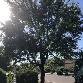 Hayward Tree Service - Tree Services Near Me - Phoenix, Arizona