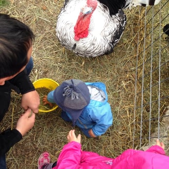 Critter Barn - Turkey! - Kids Activities Near Me - Zeeland, Michigan