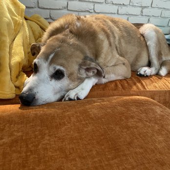 2525 Sunset Veterinarians - Veterinarians Near Me - Houston, Texas 2525 Sunset Veterinarians - Veterinarians Near Me - Houston, Texas