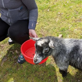 Enchanted Farms - Pygmy goat - Attraction Farms Near Me - Duvall, Washington