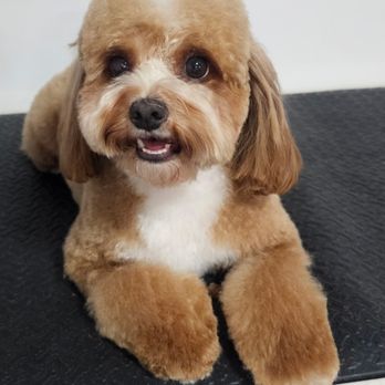 Exclusive Paws - Pet Groomers Near Me - Jonesboro, Georgia