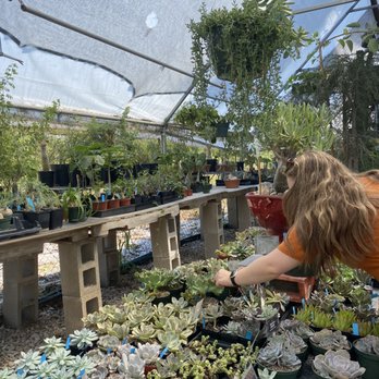 East Austin Succulents - huge selection - Gardeners Near Me - Austin, Texas East Austin Succulents - huge selection - Gardeners Near Me - Austin, Texas