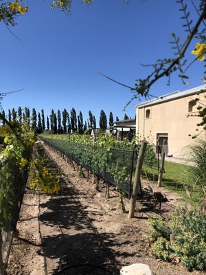 Casarena Bodega y Viñedos by null