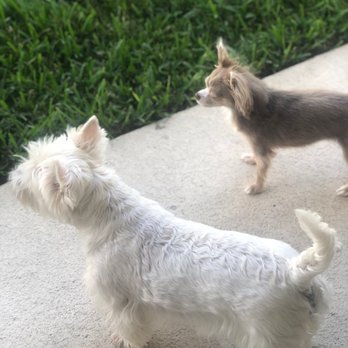 Carolina Dog Sitter - Pet Sitting Near Me Carolina Dog Sitter - Pet Sitting Near Me
