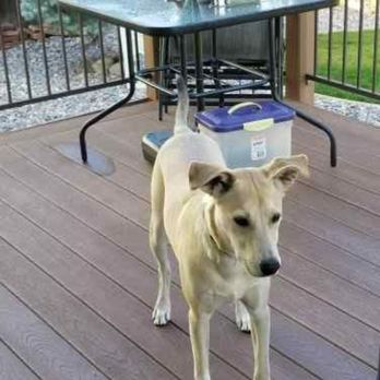 Devon's K9 Training - Bo was so relieved when the training was finished. - Pet Training Near Me - Frederick, Colorado
