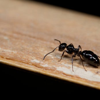 AGAD Pest Control - Pest Control Near Me - Villa Park, Illinois AGAD Pest Control - Pest Control Near Me - Villa Park, Illinois