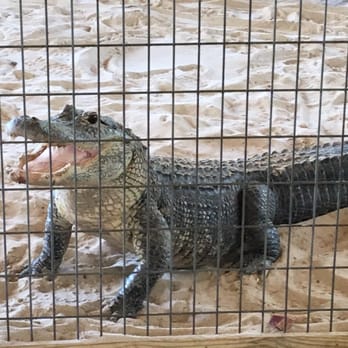 gator park - Boat Tours Near Me - Miami, Florida gator park - Boat Tours Near Me - Miami, Florida