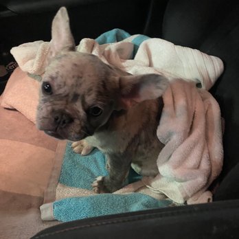 Got Frenchie? - Pet Breeders Near Me Got Frenchie? - Pet Breeders Near Me