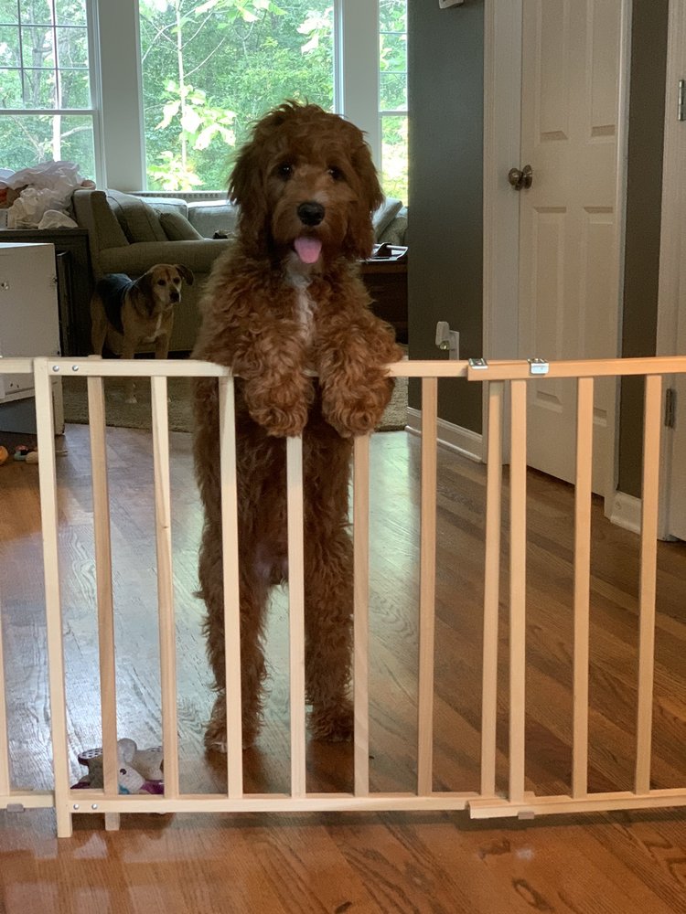 AMYS PET GROOMING Updated August 2024 22 Photos 8391 Highway 166