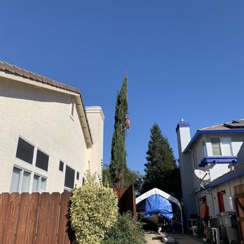 TreeMax Tree Service - Two large cypress also buckling cement - Tree Services Near Me - Citrus Heights, California TreeMax Tree Service - Two large cypress also buckling cement - Tree Services Near Me - Citrus Heights, California