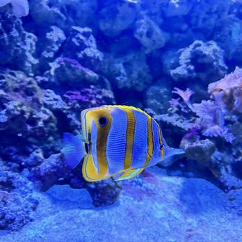 Aquarium Pyramid - Beautiful and tropical - Aquariums Near Me - Galveston, Texas Aquarium Pyramid - Beautiful and tropical - Aquariums Near Me - Galveston, Texas