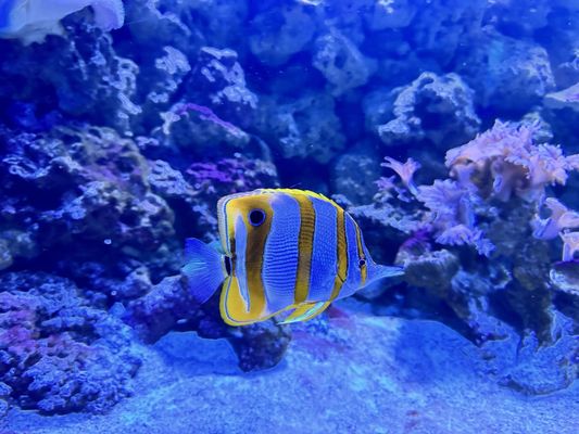 Aquarium At Moody Gardens by null
