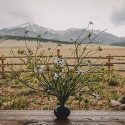 Buckley House of Flowers