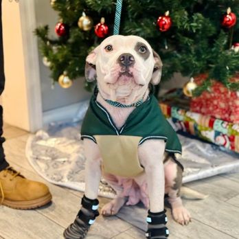 Sullivan County Spca - This is one of the residents of the Spca getting dressed up for going outside with his little boots on - Animal Shelters Near Me - Rock Hill, New York