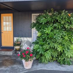 Rooms right near the office, plus a beautiful giant plant.