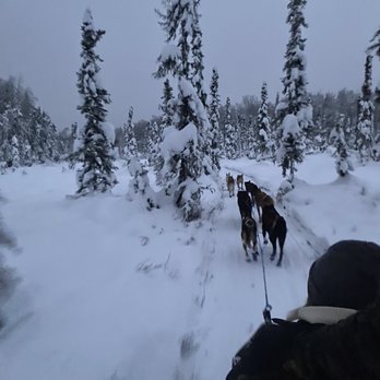 Alaskan Husky Adventures - Sledding Near Me - Willow, Alaska