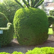 Green Animals Topiary Gardens - 123 Photos & 31 Reviews - Museums - 380