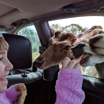 Olympic Game Farm - Zoos Near Me - Sequim, Washington Olympic Game Farm - Zoos Near Me - Sequim, Washington