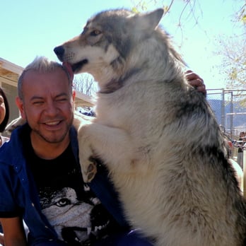 Wolf Mountain Sanctuary - Animal Shelters Near Me - Lucerne Valley, California Wolf Mountain Sanctuary - Animal Shelters Near Me - Lucerne Valley, California