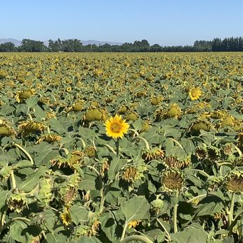 The Cloverleaf Farm - Had to take a photo of this one perfect sunflower - Pick Your Own Farms Near Me - Dixon, California