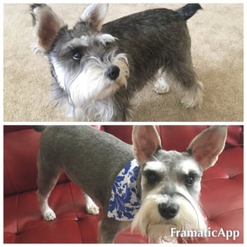 Snoopy's Dog House - Schnauzer summer hairdo! - Pet Groomers Near Me - Watauga, Texas Snoopy's Dog House - Schnauzer summer hairdo! - Pet Groomers Near Me - Watauga, Texas