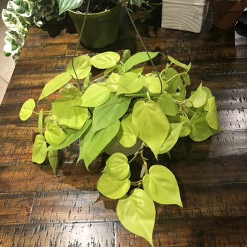 Rainbow - Beautiful, healthy and lush Neon Philo - Nurseries & Gardening Near Me - Rosemead, California