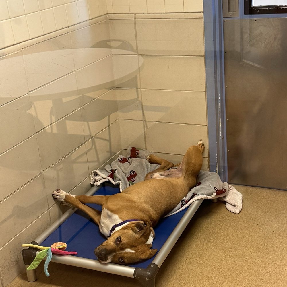 Wisconsin Humane Society - Animal Shelters Near Me - Milwaukee, Wisconsin Wisconsin Humane Society - Animal Shelters Near Me - Milwaukee, Wisconsin