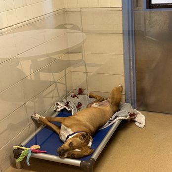 Wisconsin Humane Society - Animal Shelters Near Me - Milwaukee, Wisconsin Wisconsin Humane Society - Animal Shelters Near Me - Milwaukee, Wisconsin