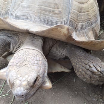 Wildlife Learning Center - Giant tortoises - Zoos Near Me - Sylmar, California Wildlife Learning Center - Giant tortoises - Zoos Near Me - Sylmar, California