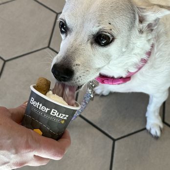 Better Buzz Coffee Carlsbad - Puppaccino for our sweetheart - Coffee & Tea Near Me - Carlsbad, California Better Buzz Coffee Carlsbad - Puppaccino for our sweetheart - Coffee & Tea Near Me - Carlsbad, California