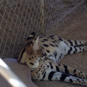 Wildlife Learning Center - Zoos Near Me - Sylmar, California Wildlife Learning Center - Zoos Near Me - Sylmar, California