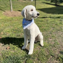 Golden doodle after his grooming
