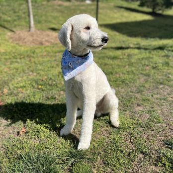 Barks & Bubbles - Golden doodle after his grooming - Pet Groomers Near Me - Fulton, Maryland