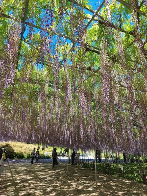 Ashikaga Flower Park by null