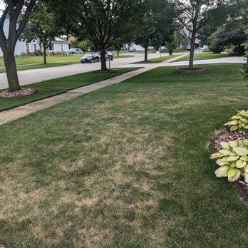 The Davey Tree Expert Company - 17July24 Damaged Grass - Tree Services Near Me - Burr Ridge, Illinois
