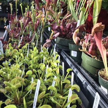 Sky Nursery - Nurseries & Gardening Near Me - Shoreline, Washington Sky Nursery - Nurseries & Gardening Near Me - Shoreline, Washington