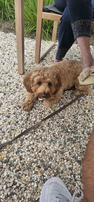 Peconic Bay Vineyards by Krissie Wines by null