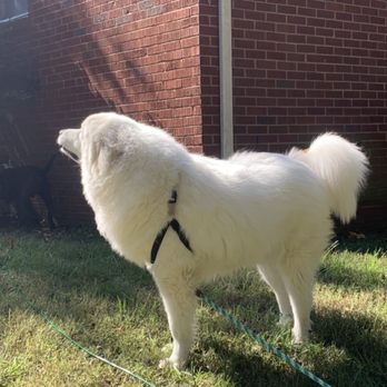 Pawpurrazzi Grooming - Sept 2020 - Pet Sitting Near Me - Ventnor City, New Jersey Pawpurrazzi Grooming - Sept 2020 - Pet Sitting Near Me - Ventnor City, New Jersey