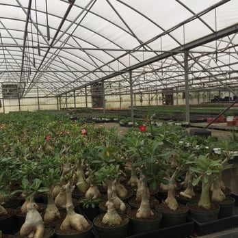 Florida Cactus - Nurseries & Gardening Near Me - Apopka, Florida