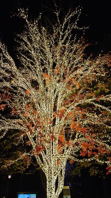 Busch Gardens Williamsburg by null