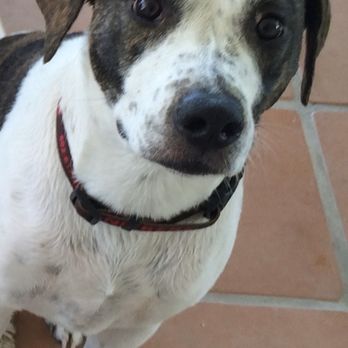 John V Montana, DVM - Grand pup sitting pretty! - Veterinarians Near Me - Peoria, Arizona