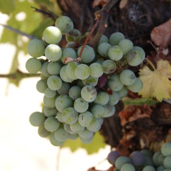 3 Steves Winery - Wineries Near Me - Livermore, California