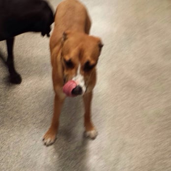 City Dogs - Pet Sitting Near Me - Washington, DC, District of Columbia City Dogs - Pet Sitting Near Me - Washington, DC, District of Columbia
