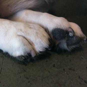 Peticures By Tess - after! Ahhhhh!!! - Pet Groomers Near Me