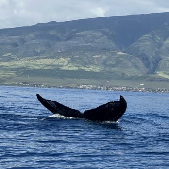 The Magic Merman Snorkel Charters - Fluke - Whale Watching Tours Near Me - Kaanapali, Hawaii
