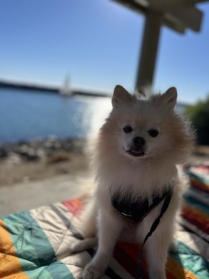 Dana Point Harbor by null